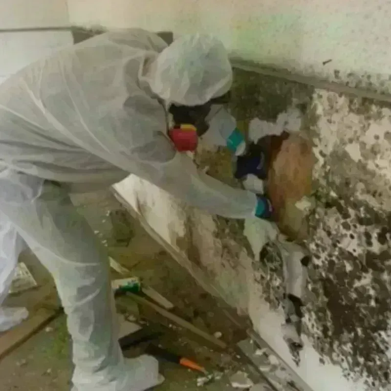 Mold Remediation and Removal in Howard County, TX